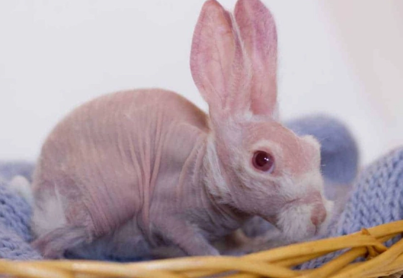 Sphynx rabbit Sphynx rabbit
