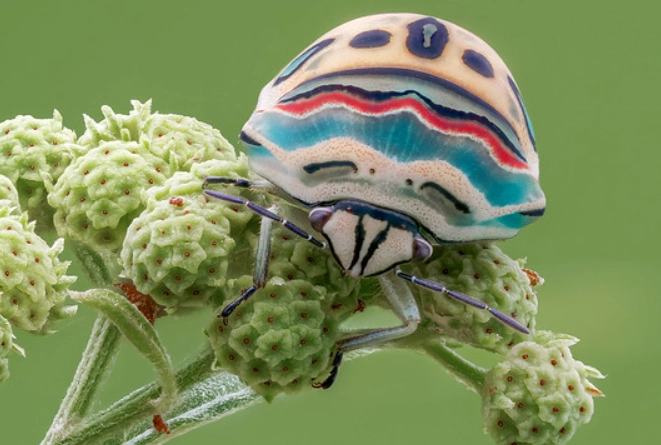 colorful shield bug
