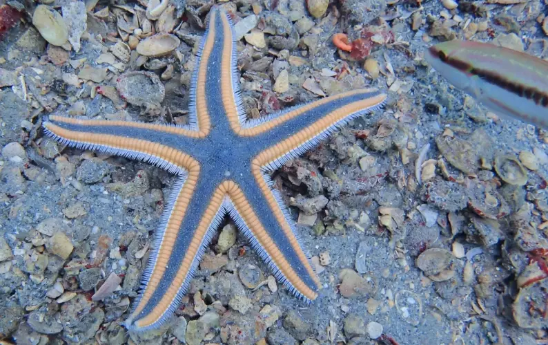 Florida starfish identification