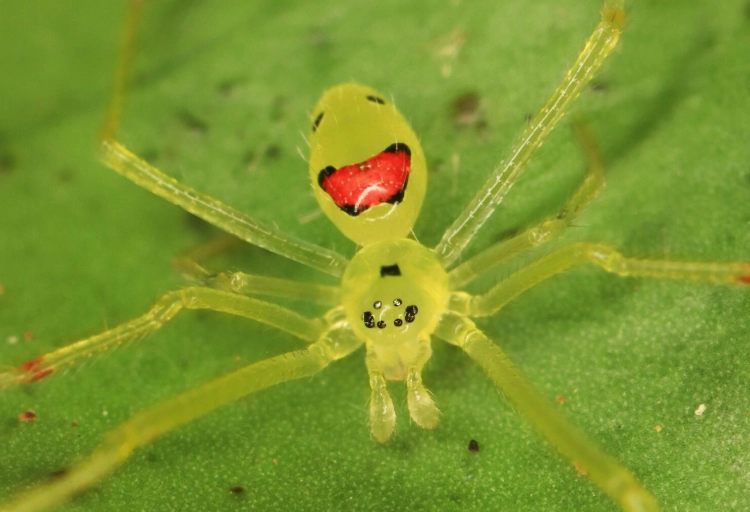 happy face spider endangered