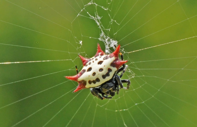 The Orange Smiley Face Spider: Facts, Habitat, and Why It Smiles