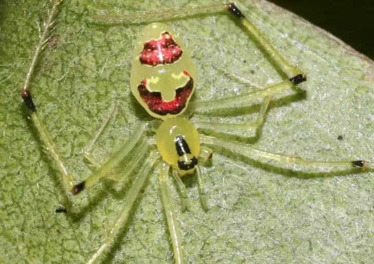 Hawaiian happy face spider
