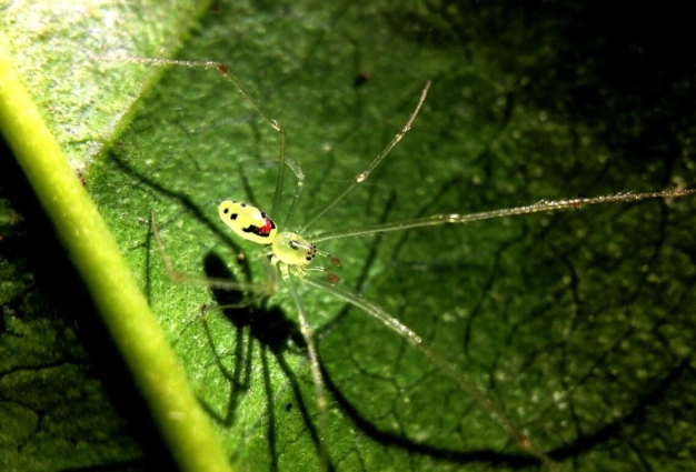 happy face spider population