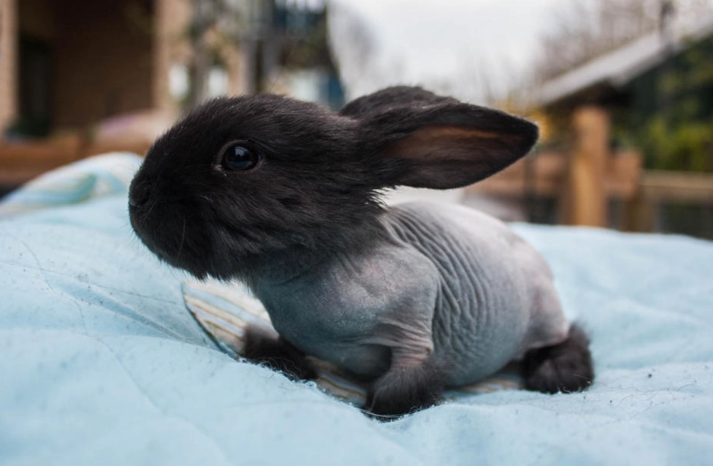 hairless rabbit care