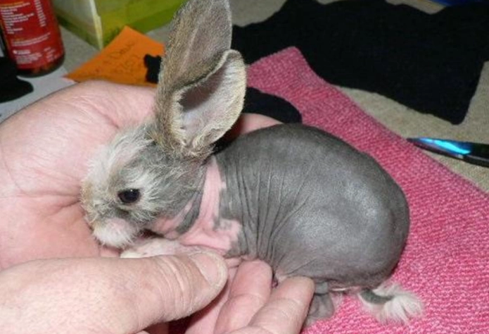 hairless rabbit care