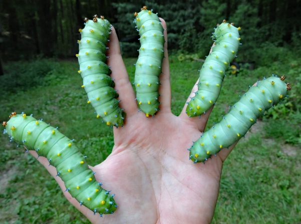 luna moth caterpillar safety