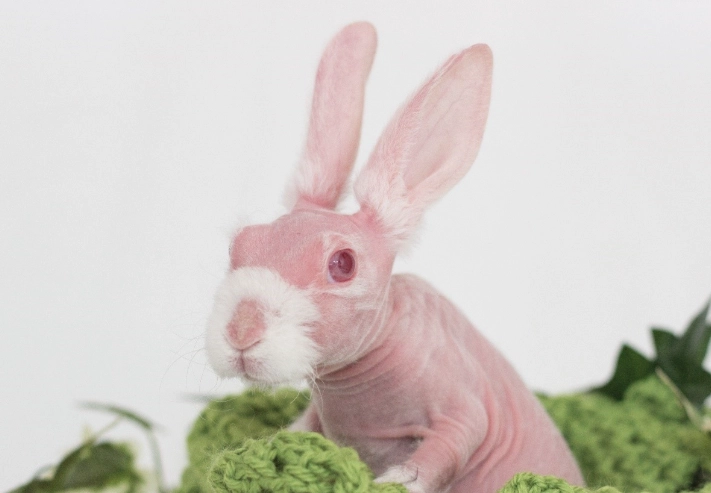 hairless bunny