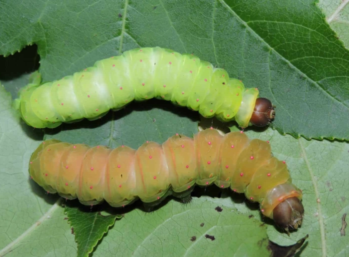 luna moth caterpillar safety