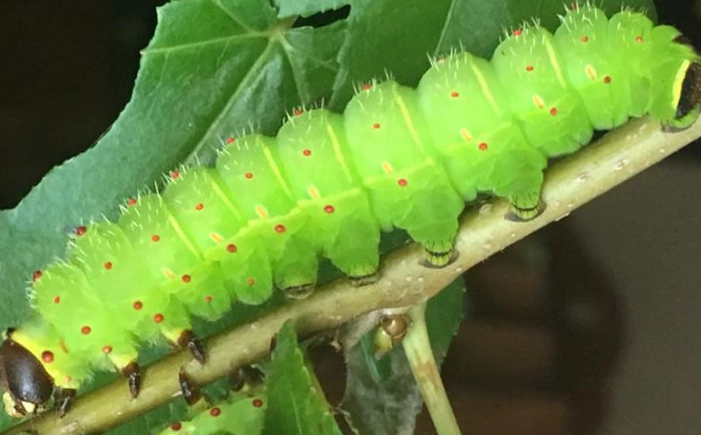luna moth caterpillar safety