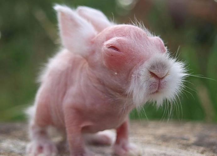 naked rabbit