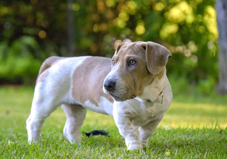 Basset mixed breed puppies