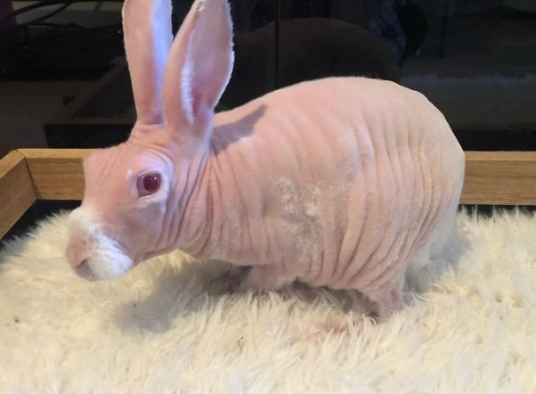 hairless bunny