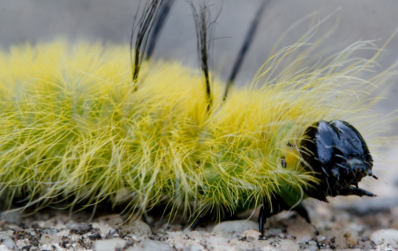 dagger moth caterpillar rash