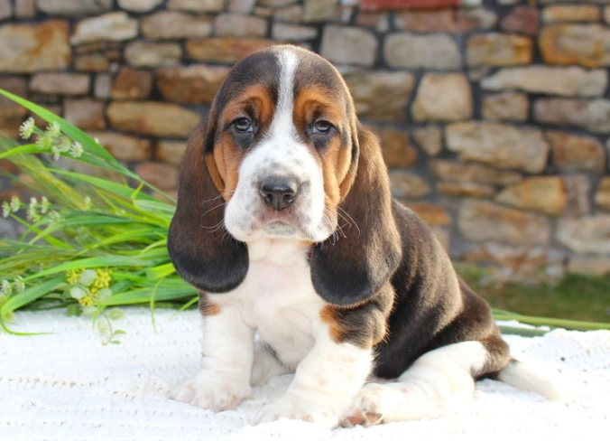 Basset mixed breed puppies