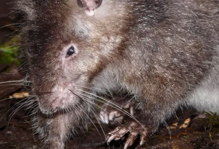 largest rat in the world