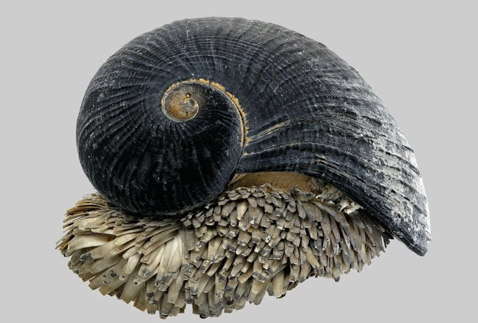scaly-foot snail rarity