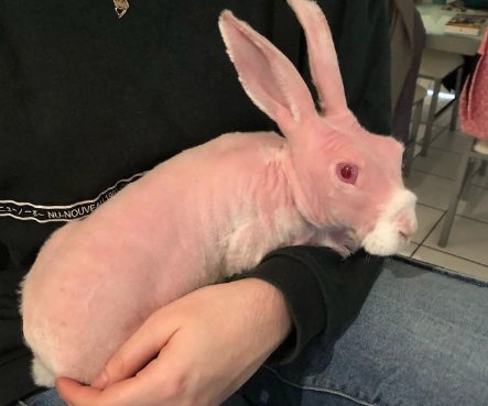 Sphynx rabbit