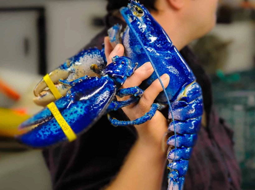 why are lobsters different colors