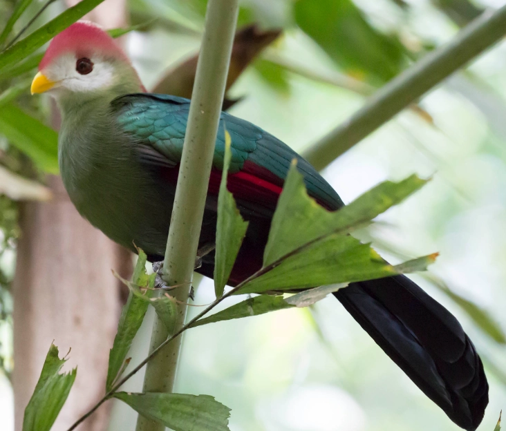 red crested turaco pet