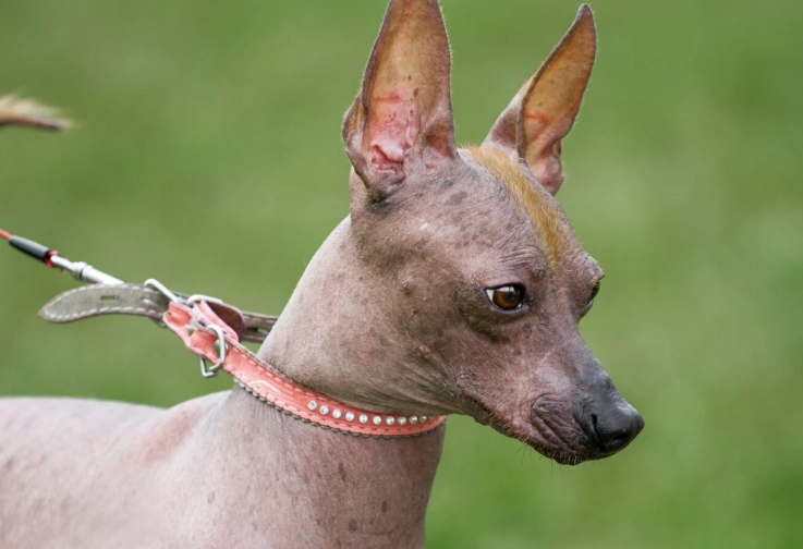 Hairless dog breeds