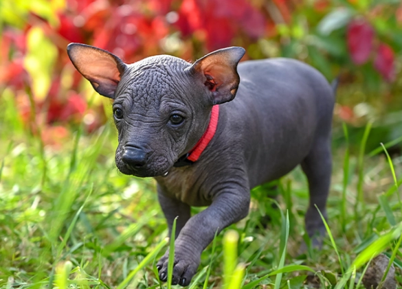 Hairless dog adoption