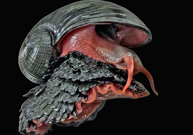 scaly-foot snail rarity