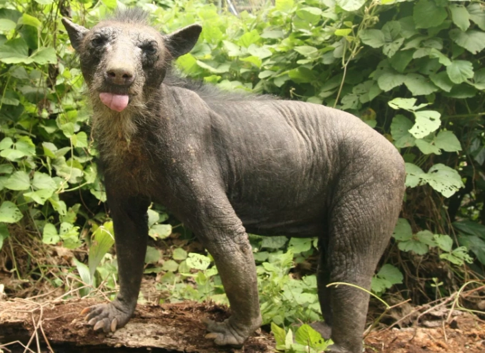 why are some bears hairless