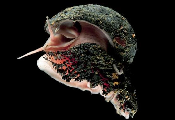 hydrothermal vent snail