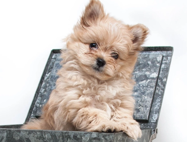 teacup pomapoo