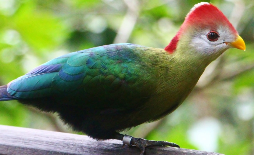 red crested turaco care