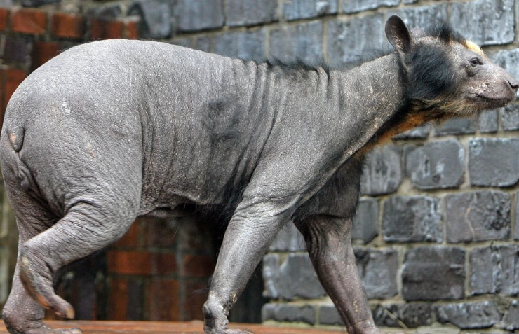 hairless bear