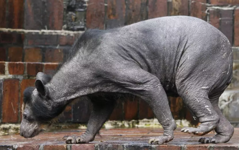 hairless bear