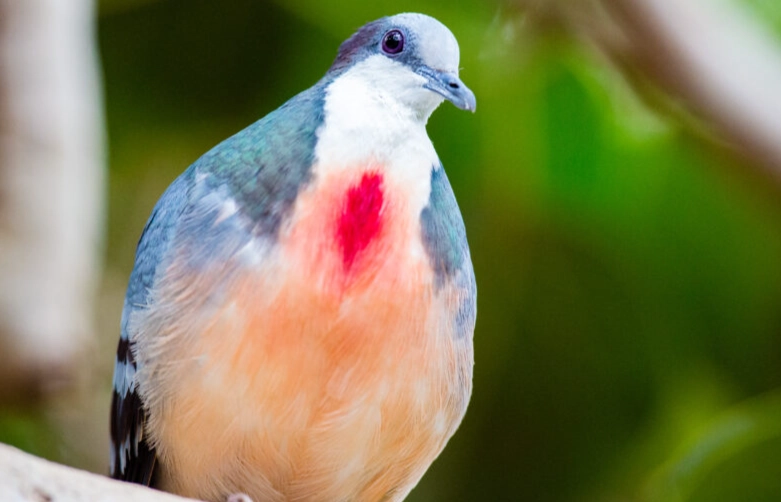 bleeding heart pigeon