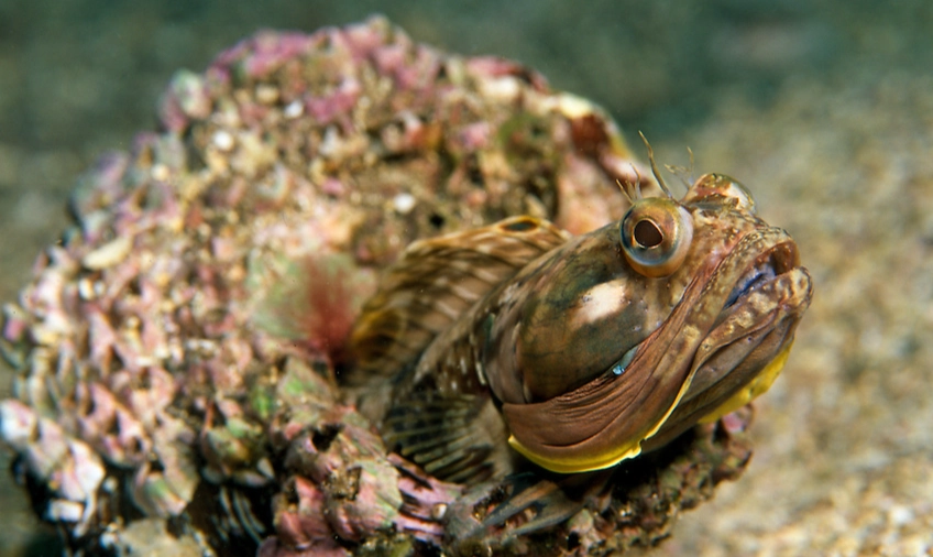 sarcastic fringehead