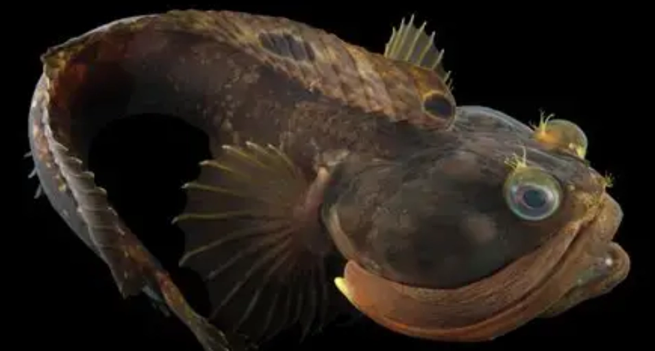 sarcastic fringehead fish
