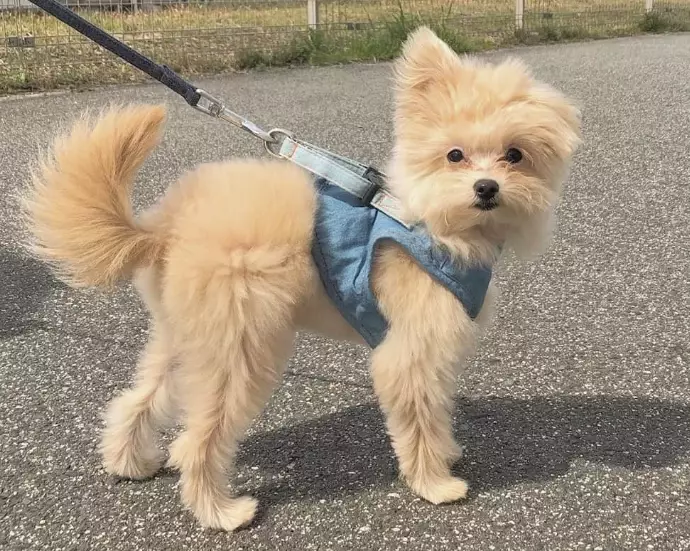 teacup pomapoo