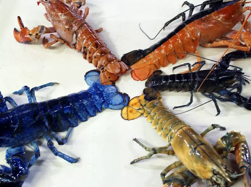 blue lobster