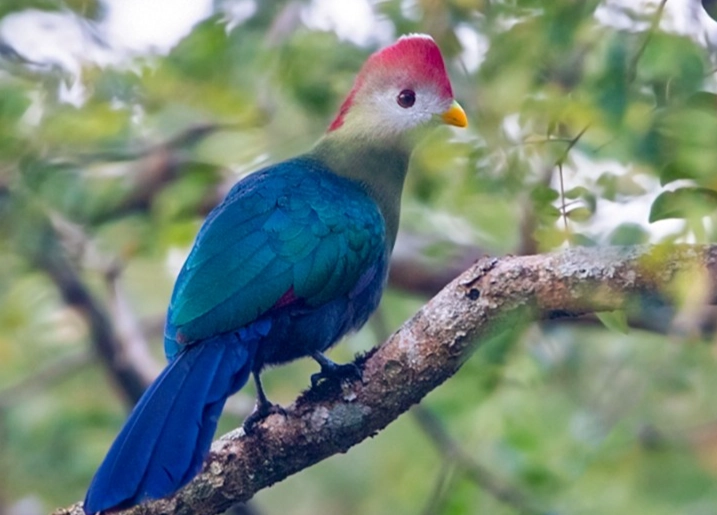 red crested turaco care