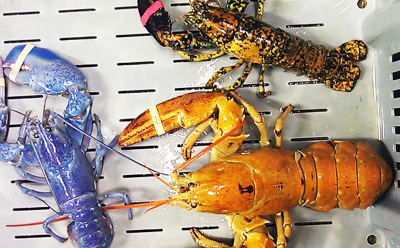 why are lobsters different colors