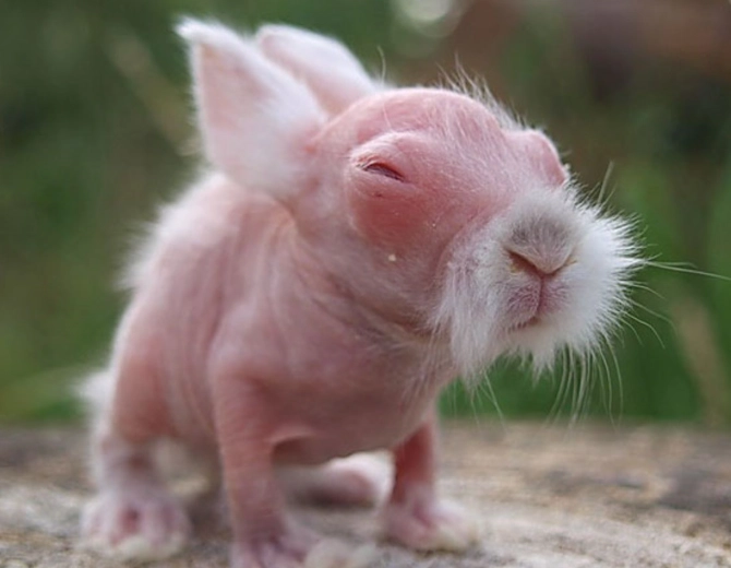 Hairless bunny breed care