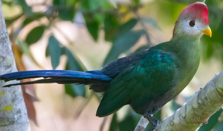 red crested turaco care