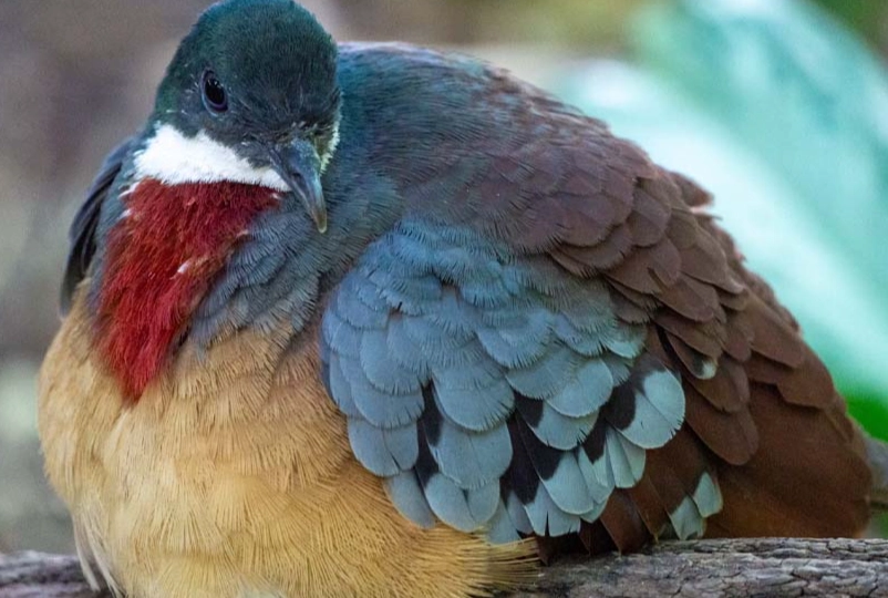 bleeding heart dove care
