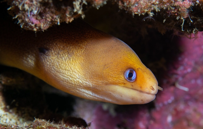 glass eel