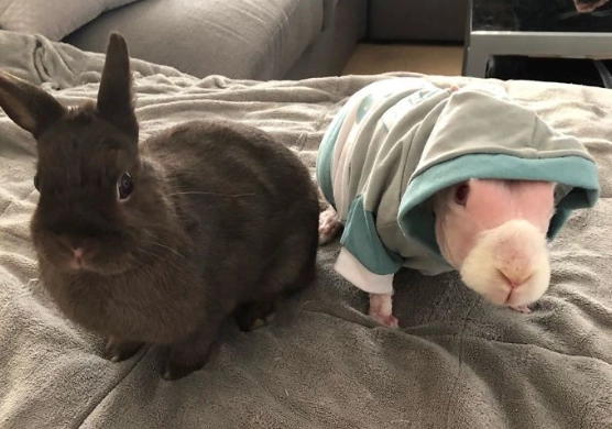 Rex rabbit hairless gene