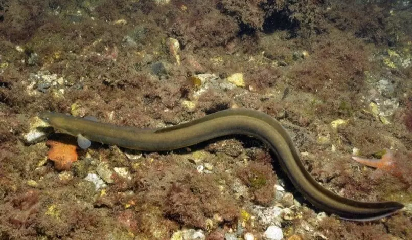glass eel