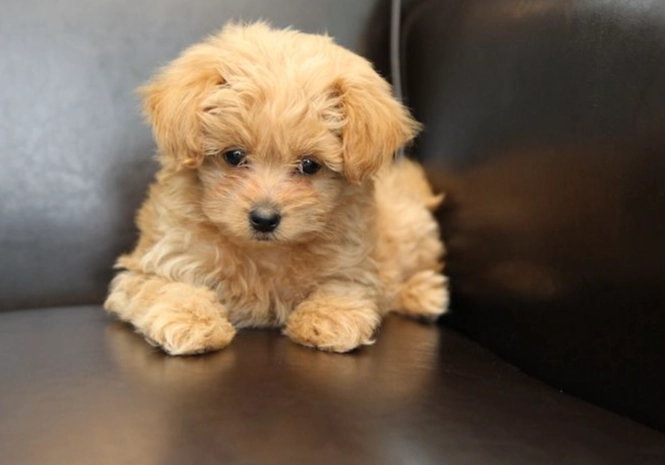 teacup pomapoo