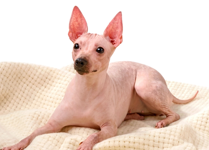Hairless dog care