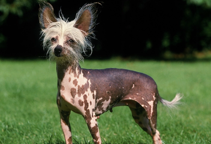 Hairless dog breeds