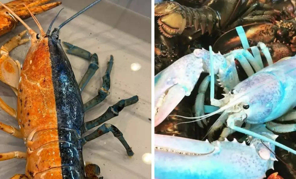 blue lobster