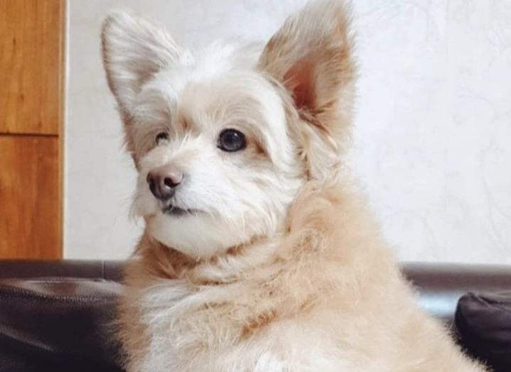 pomapoo